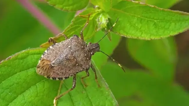 Punaises de lit dans le quinoa | idMicrobe