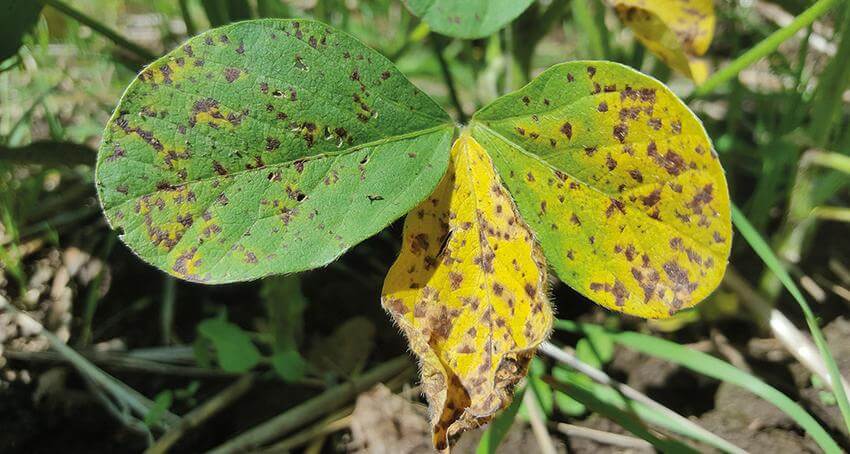 Queima das folhas e mancha roxa nas sementes de soja | idMicrobe