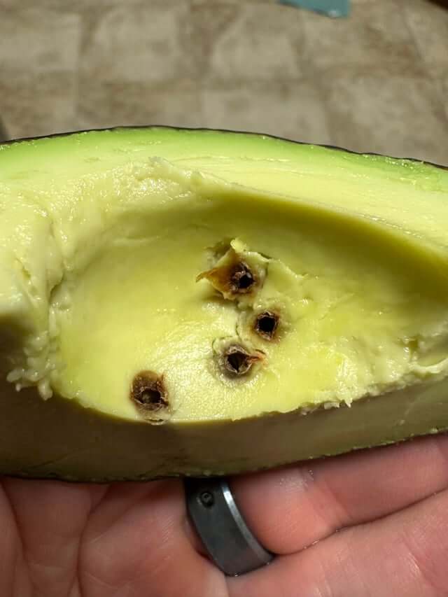 Traça falsa da maçã no abacate: como reconhecê-la e tratá-la eficazmente