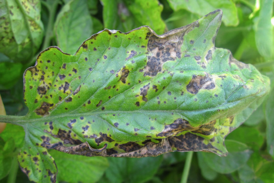 Tache bactérienne : symptômes et dommages sur les tomates