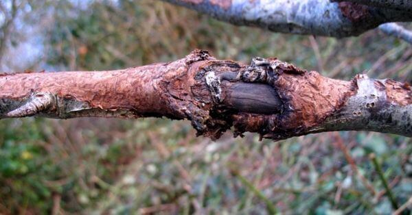 Cancros en plantas decorativas | idMicrobe