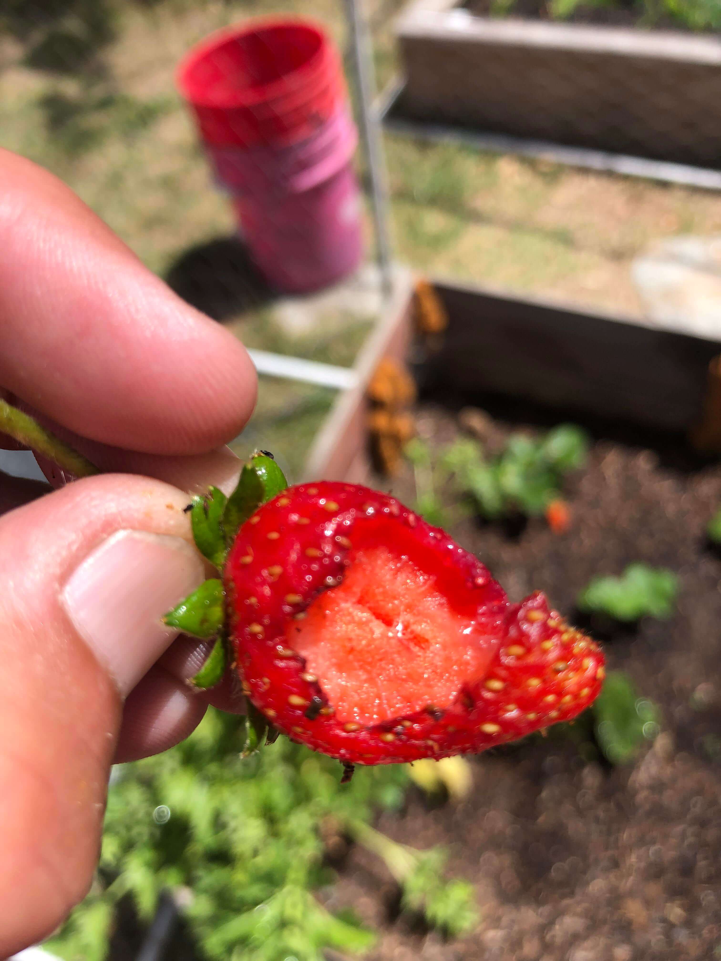 Babosas y caracoles en berries | idMicrobe