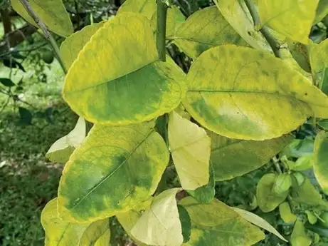 Symptômes viraux chez les plantes présentant des taches jaunes et une croissance irrégulière