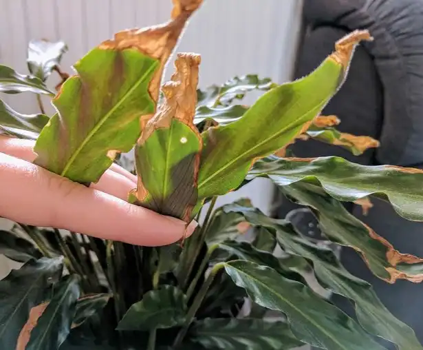 Síntomas de deshidratación en plantas: hojas caídas por escasez de riego