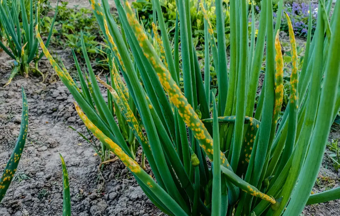 Ferrugem: o que é, como se origina e como eliminá-la de forma eficaz