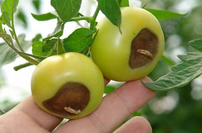 Deficiencia de calcio en plantas: síntomas y daños visibles en frutos