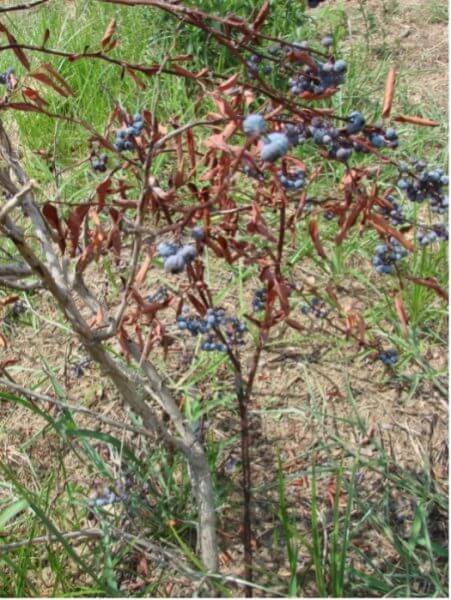 Dieback: Symptoms and Damage in Blueberries