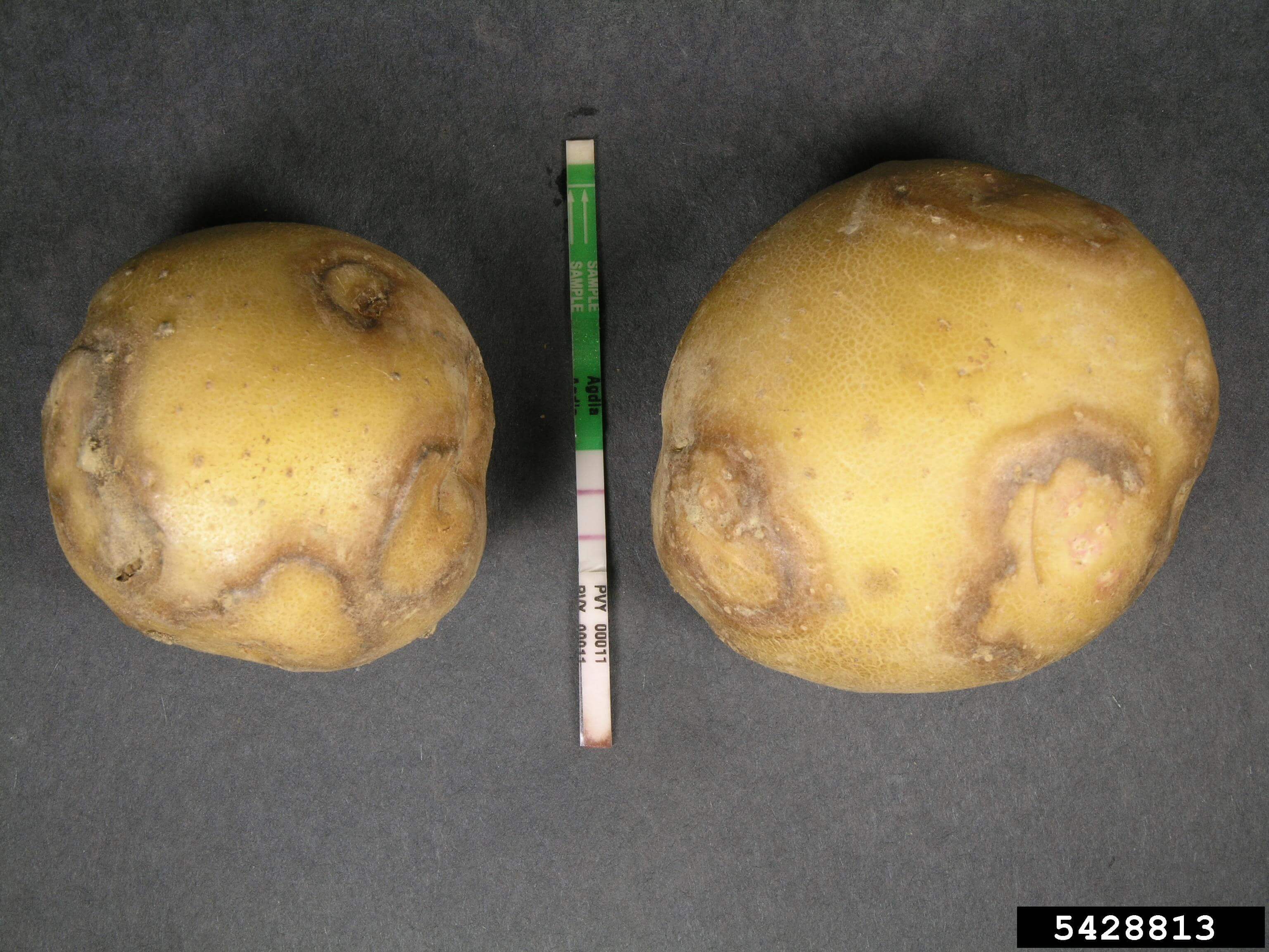 Viruses and Potato Viruses | idMicrobe