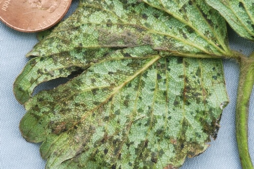 Daños causados por Mancha angular en Fresa