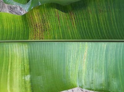 Virus de la mosaïque du concombre (CMV) chez les bananiers | idMicrobe