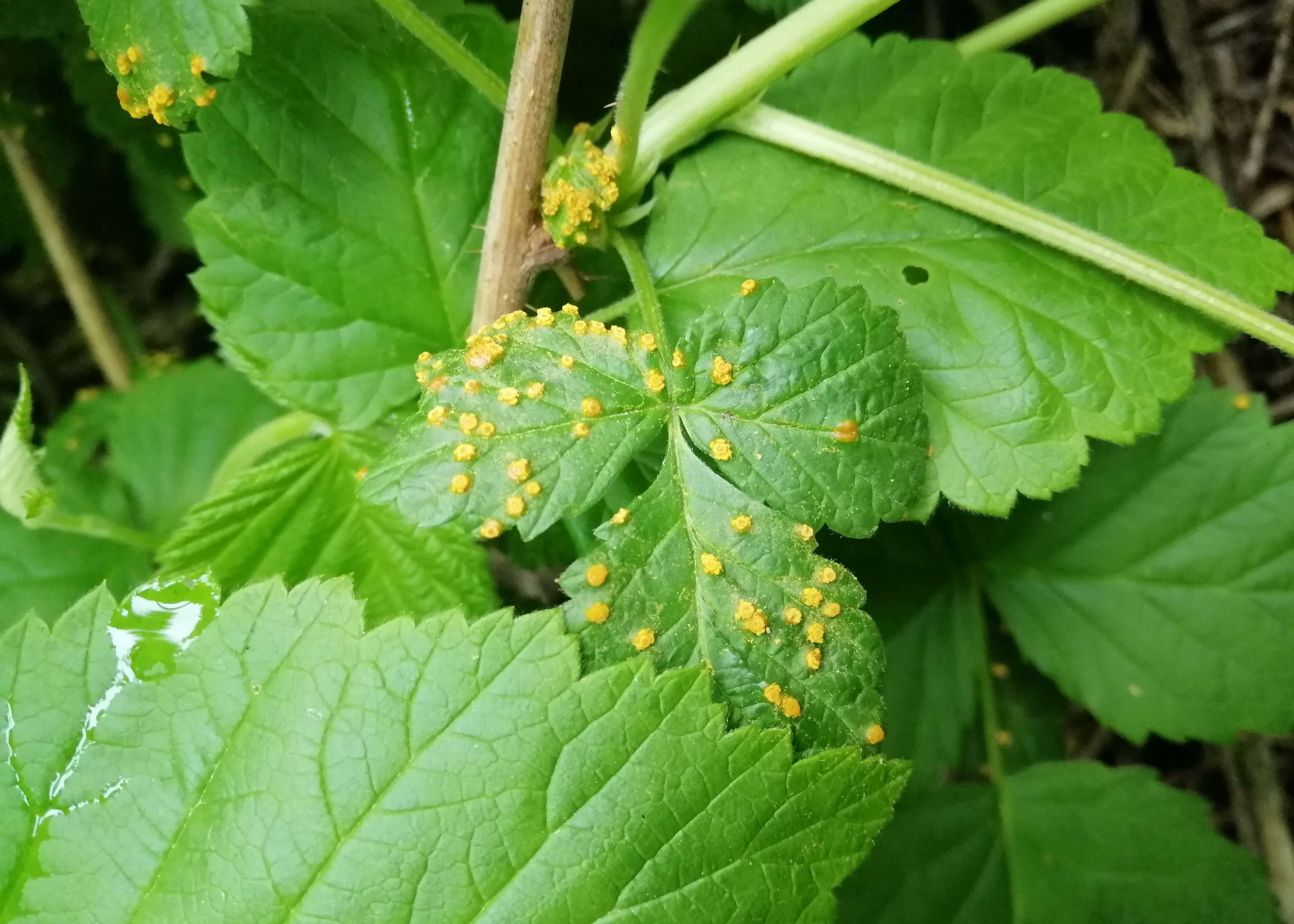 Yellow rust in raspberries: How to recognize and treat it effectively