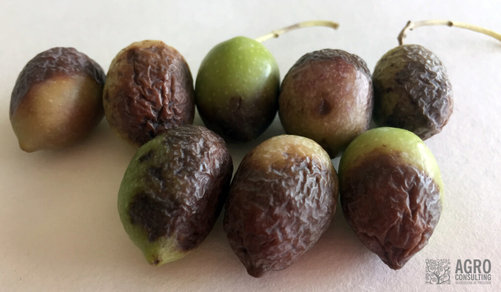 Antracnosis o aceituna jabonosa en olivo | idMicrobe