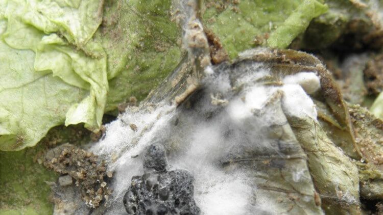 Daños causados por Podredumbre blanca en Lechuga y similares