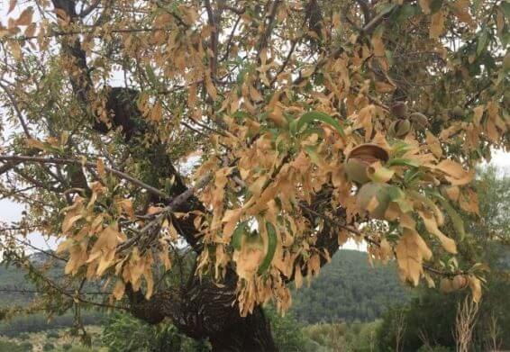 Decaimiento o xylella en almendro | idMicrobe