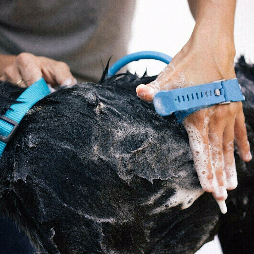 Thumbnail: Pet Wash!