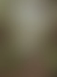 A Radiant Dream-Like Beginning for Westerly Wildflowers