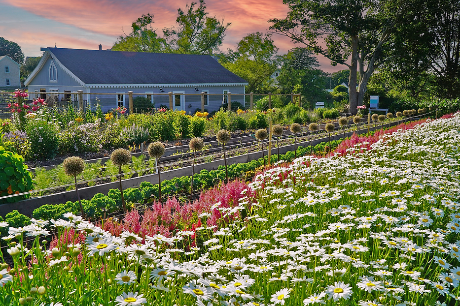 The 1661 Resort Farm & Garden Full Bloom.png