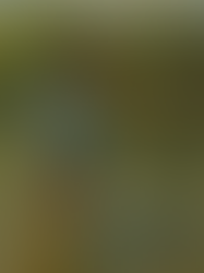 Where the Crabs Crawl and Courage Grows