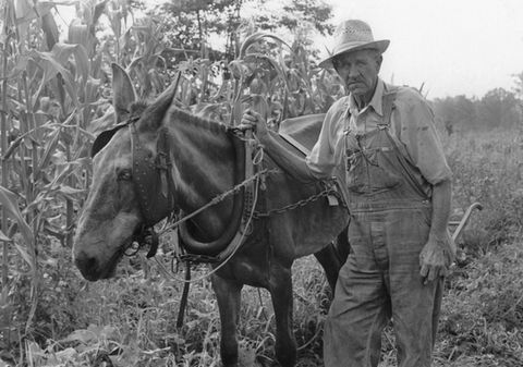 'Oscar and his Mule'