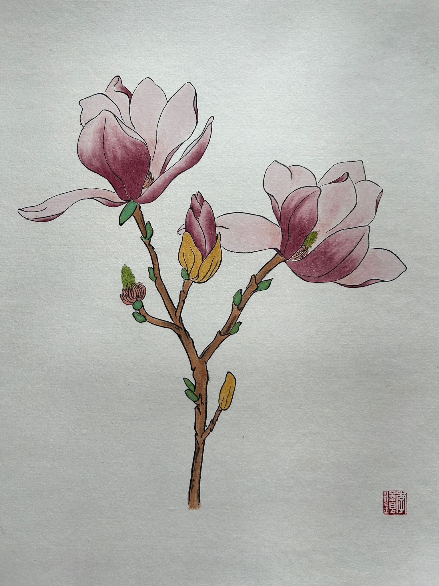Saucer Magnolia 紫玉蘭
