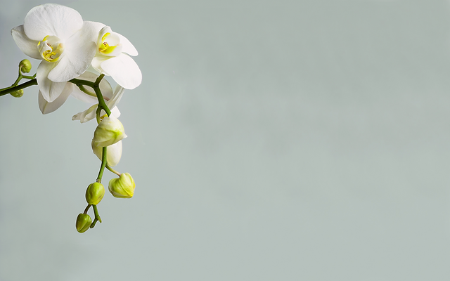 orchid (1).png