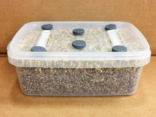 Freshly sterilised myco box with injection port filter lid