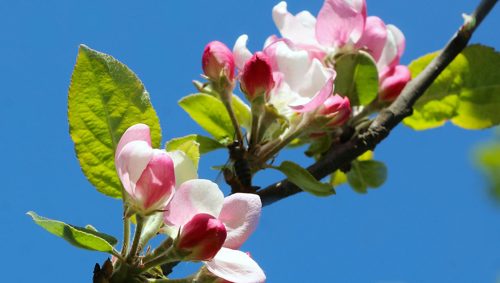 Ressourcen Workshop zur Jahreskreisqualität Maifeiertag