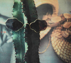foto cactus formato h 150cm 1988
