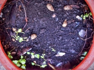 ¿Qué hago con las babosas que aparecen en mi compost?