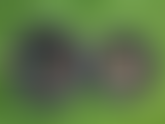 ¿Cúanto humus usar?