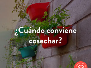 ¿Cuándo conviene cosechar mi huerta?