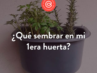 ¿Qué sembrar en mi 1er huerta?