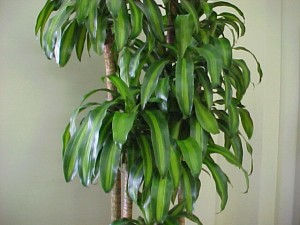 Plantas venenosas