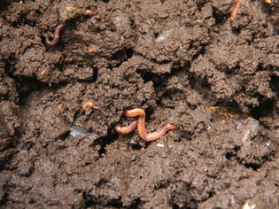 Tierra en el compost