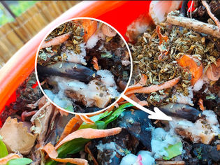 ¿Es beningno el moho blanco?