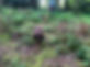 Sarah tracking.jpeg