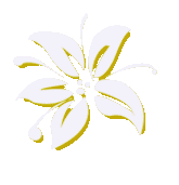 White Flower with Gold Trim.gif