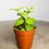 Thumbnail: Crassula