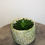 Thumbnail: Echeveria for sale at paisleyflamingo