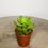 Thumbnail: Sedum