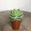Thumbnail: succulent for sale at paisleyflamingo
