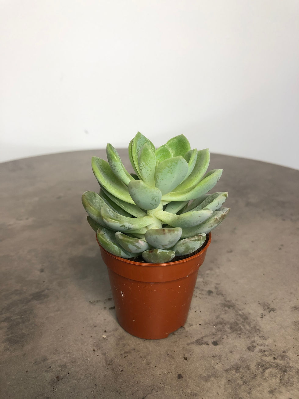 succulent for sale at paisleyflamingo