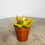Thumbnail: Sedum