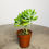 Thumbnail: Sedum