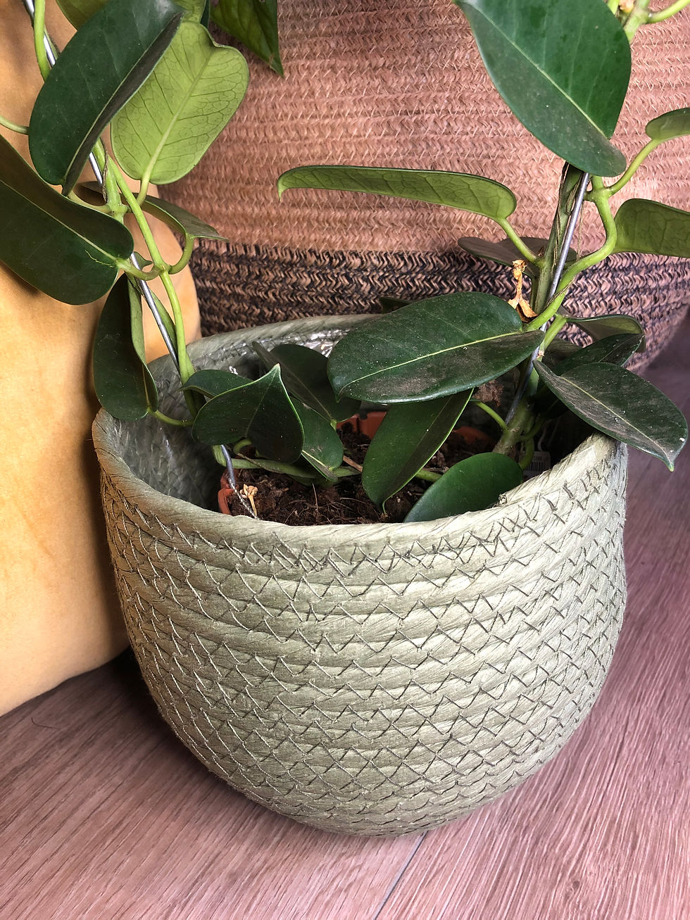 Green basket pot for sale at paisleyflamingo