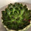 Thumbnail: Echeveria for sale at paisleyflamingo