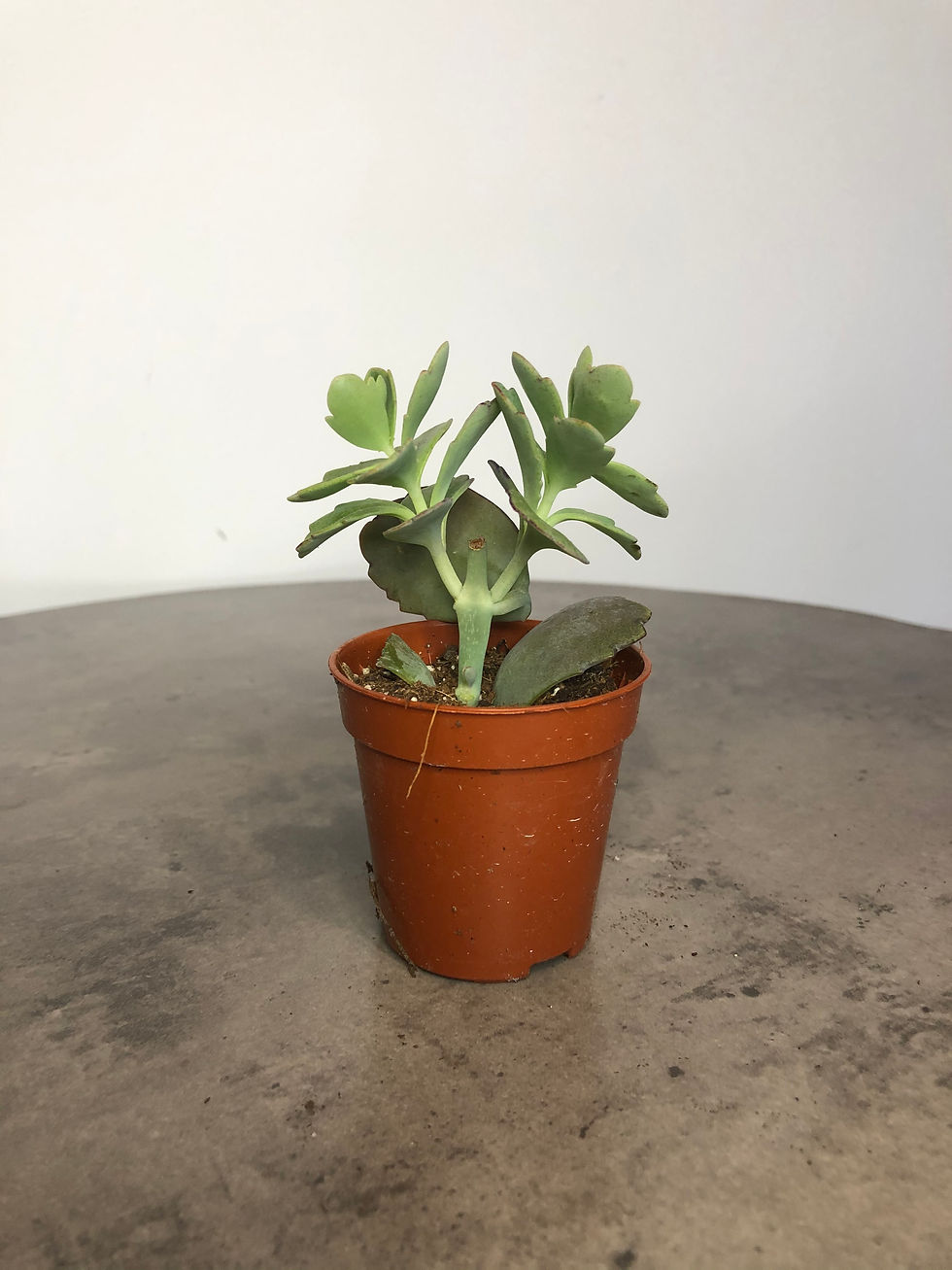 succulent for sale at paisleyflamingo