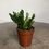 Thumbnail: succulent for sale paisleyflamingo
