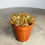 Thumbnail: Sedum