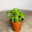 Thumbnail: succulent for sale at paisleyflamingo
